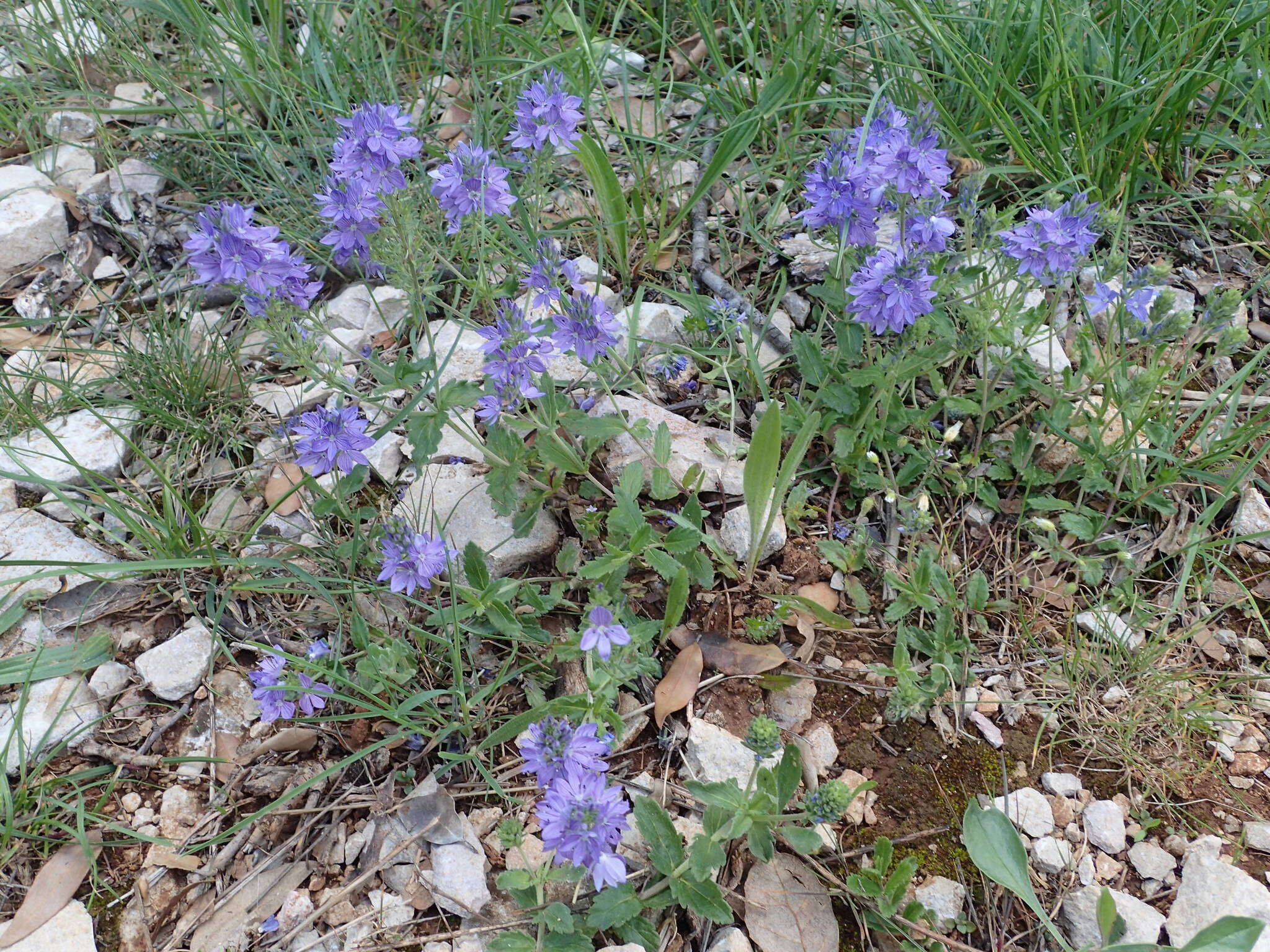 Image of Veronica orsiniana Ten.