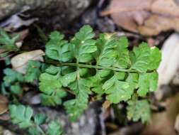 Image of Asplenium foreziense Le Grand ex Magnier