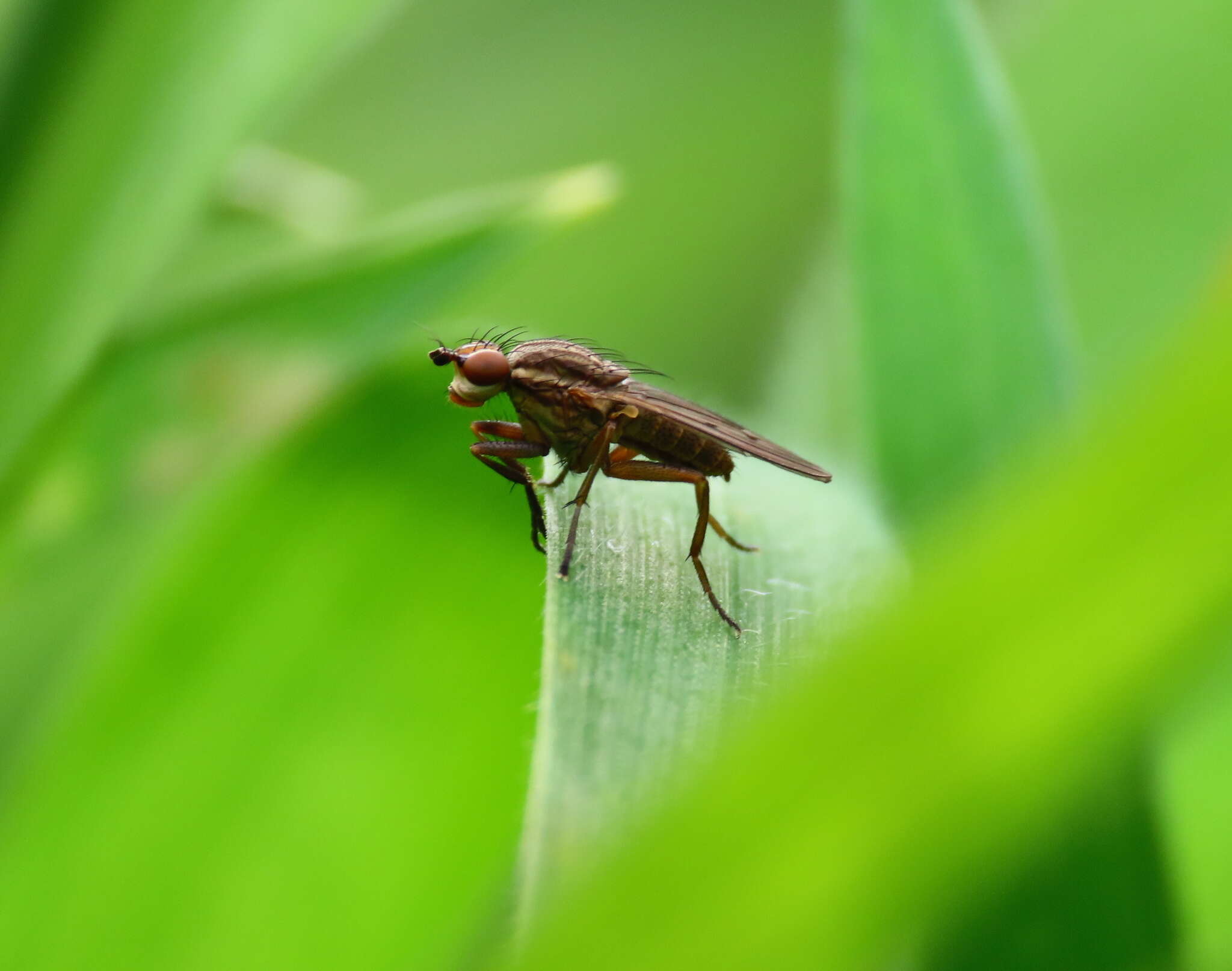 Image of Pherbellia cinerella (Fallen 1820)