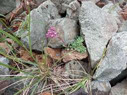 Image of Hylotelephium cyaneum (J. Rudolph) H. Ohba