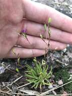 Image of prairie fameflower