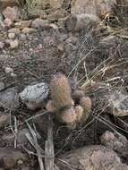 Image of Mammillaria albicans subsp. fraileana (Britton & Rose) D. R. Hunt