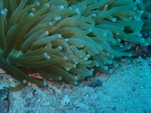 Image of Mushroom coral