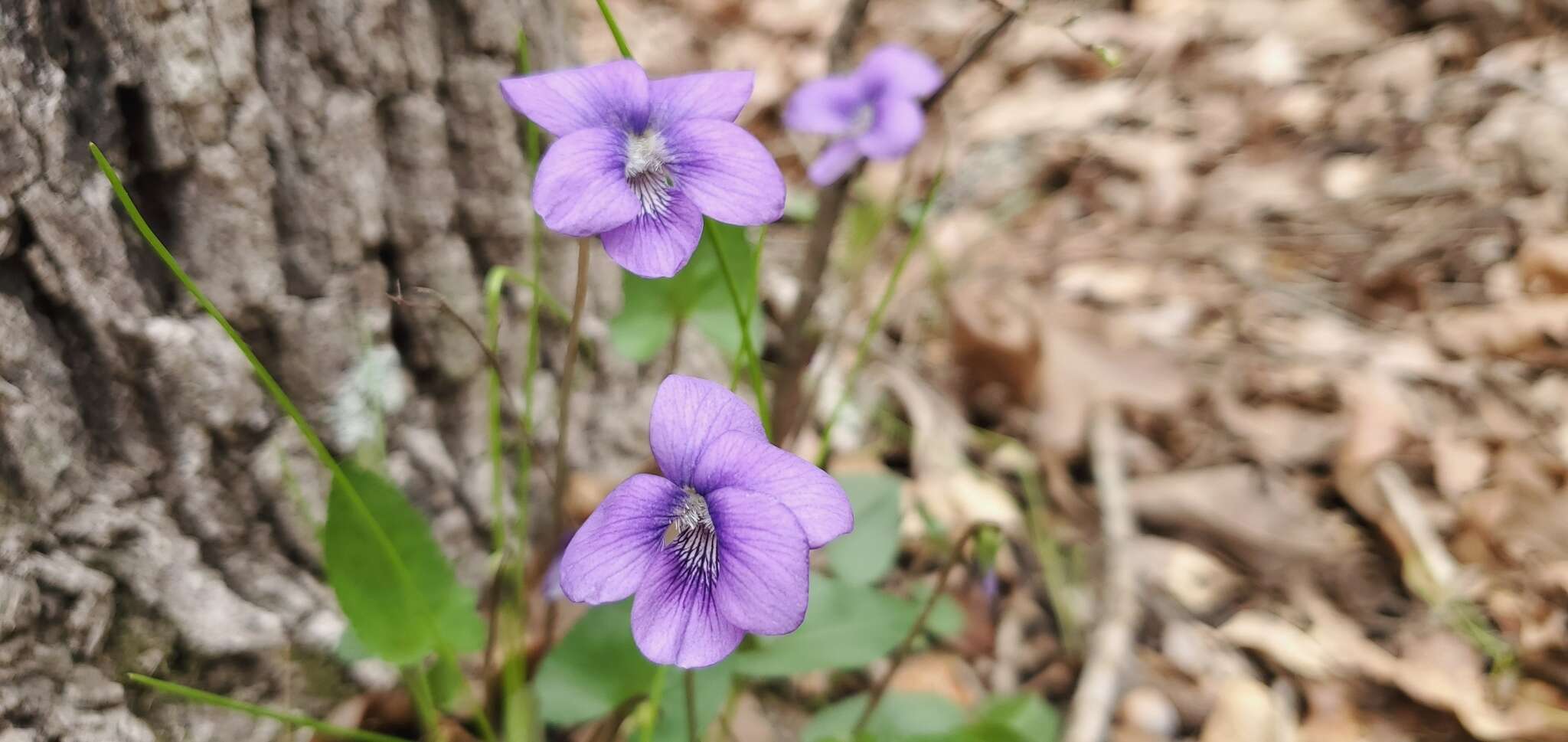 Image of Langlois' Violet