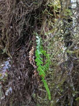 Image of Graceful Kihi Fern