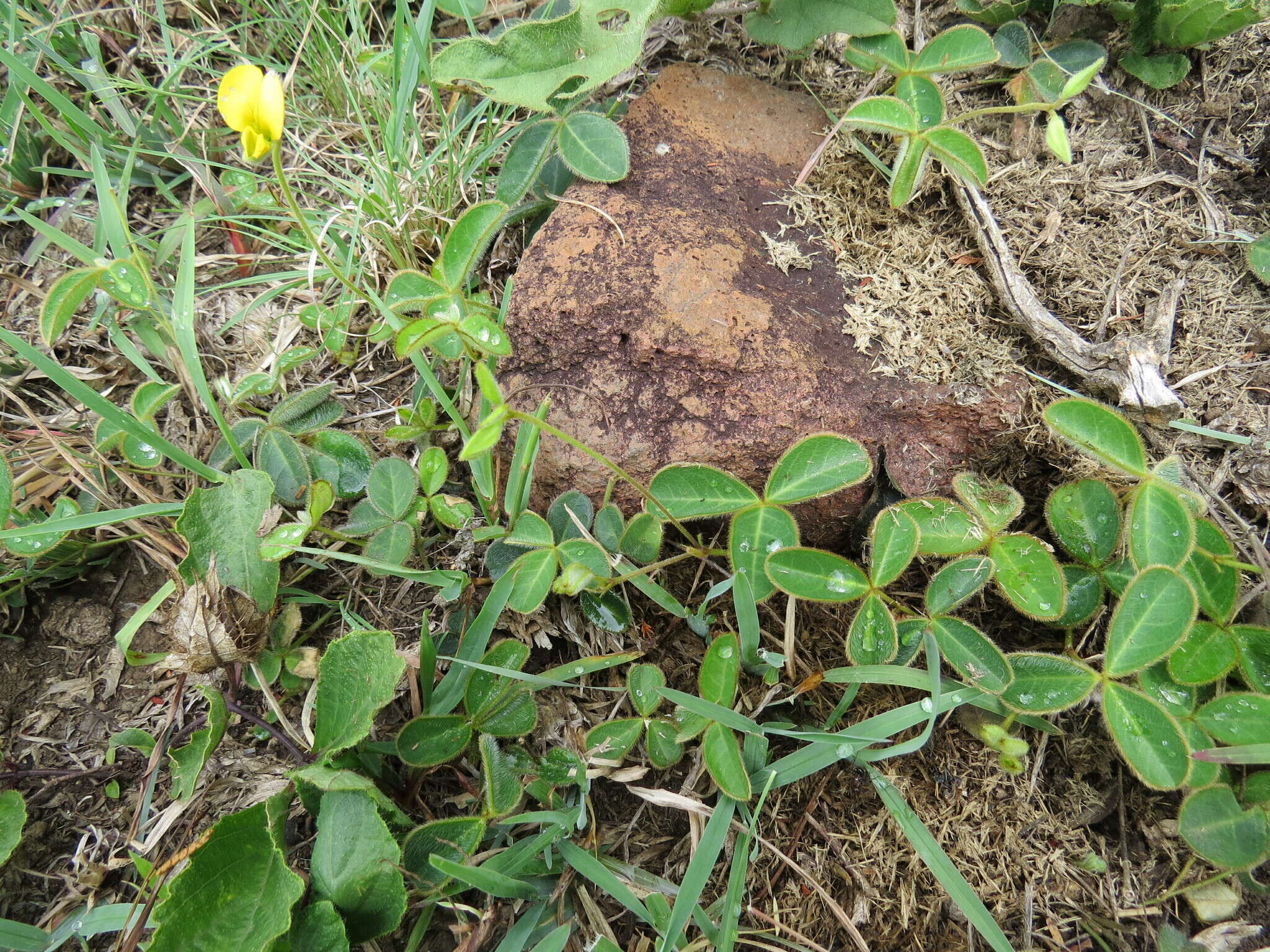 Image of Argyrolobium rotundifolium