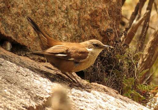 Image of White-winged Cinclodes