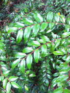 Image of evergreen huckleberry