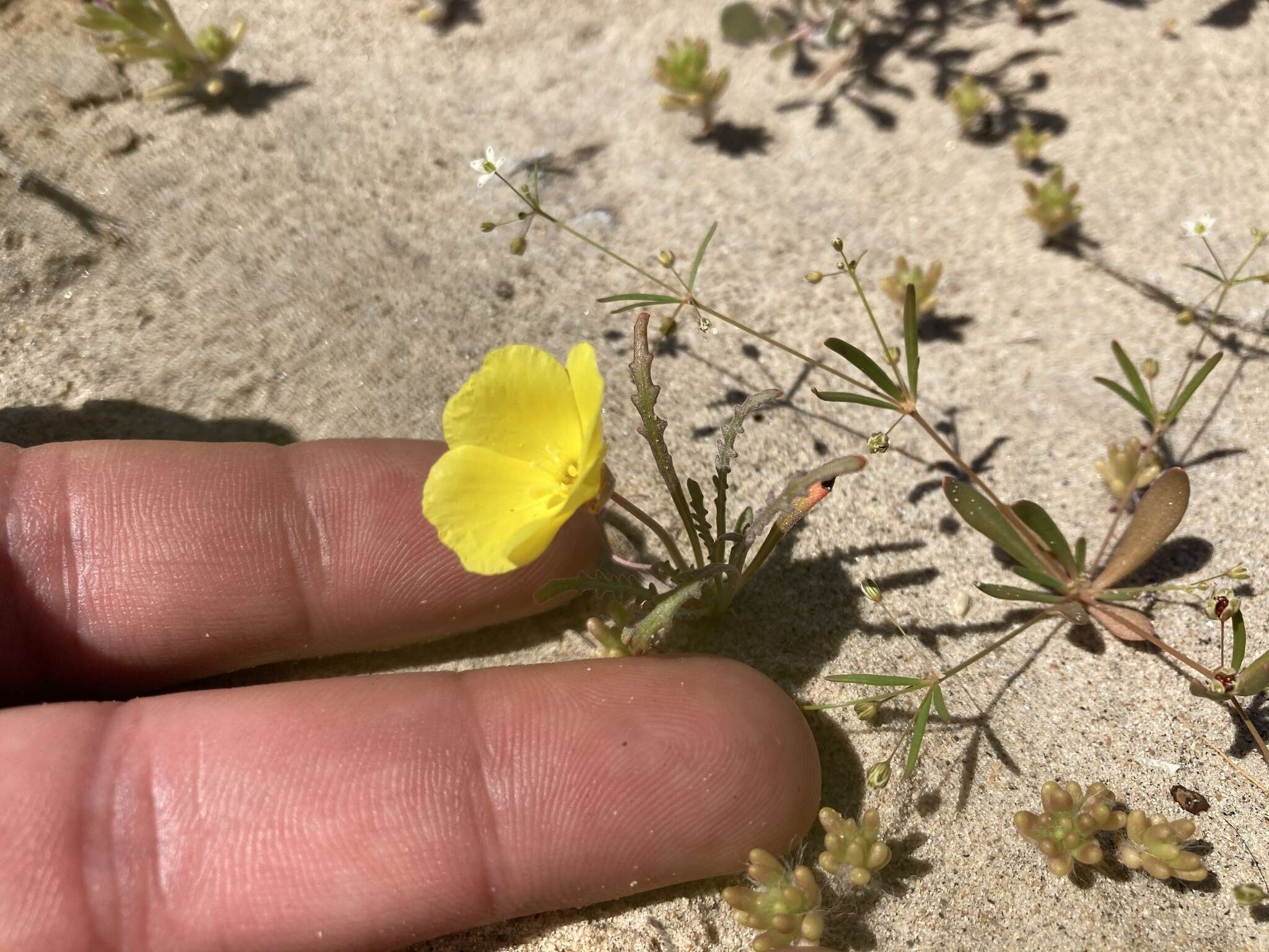 Image de Eulobus sceptrostigma (Brandegee) W. L. Wagner & Hoch