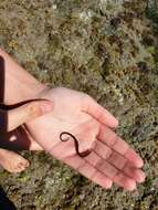Image of Shortsnout pipefish