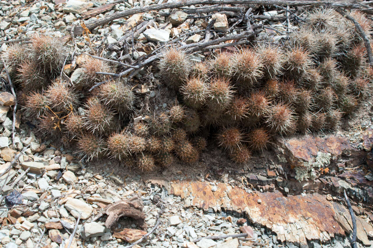 Image of Echinopsis yuquina D. R. Hunt
