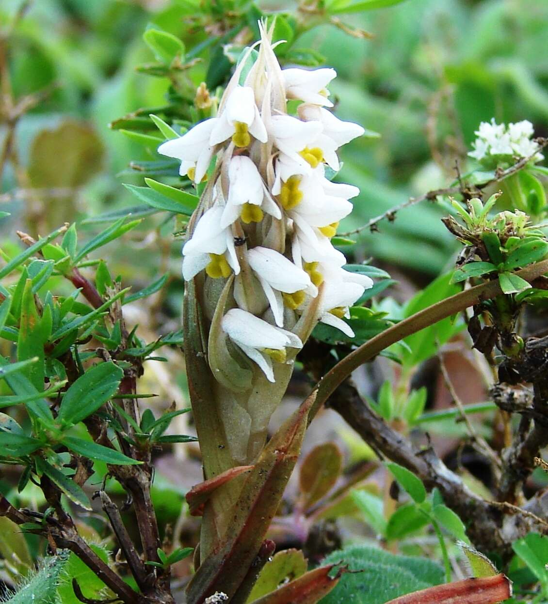 Image of Lawn orchid