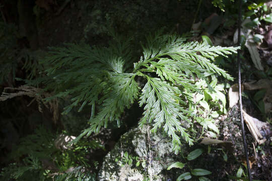 Image of electric fern