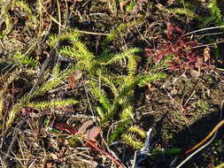 Image of clubmoss