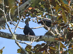 Image of blue pigeon