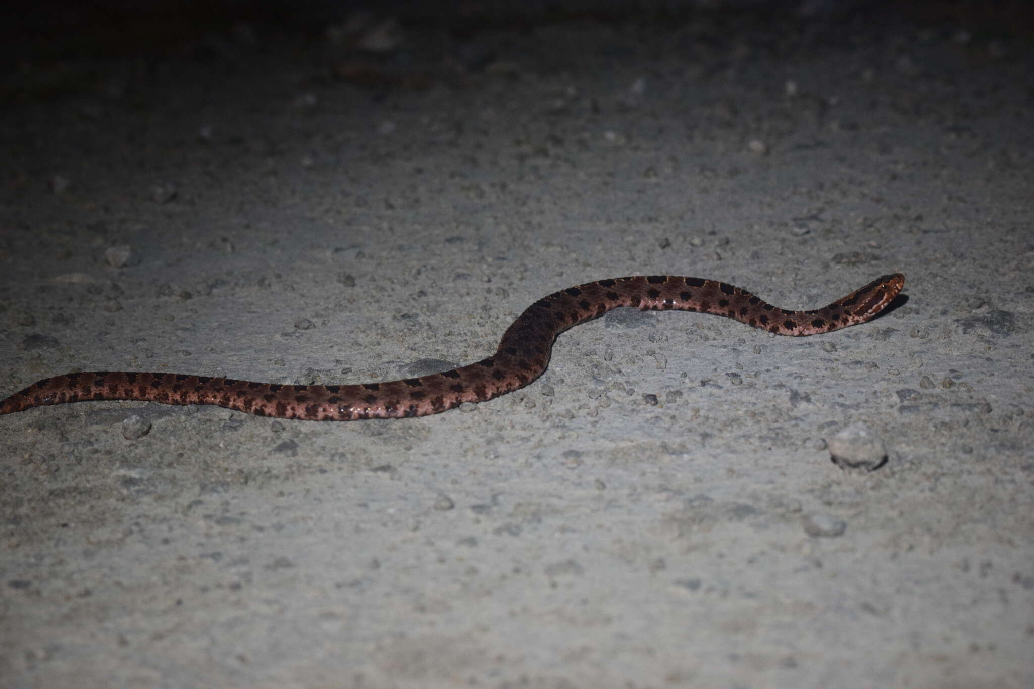 Image of Sistrurus miliarius miliarius (Linnaeus 1766)