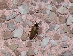 Image of dusky cockroach