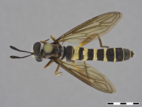 Image of <i>Mydaselpis ngurumani</i> Dikow 2010