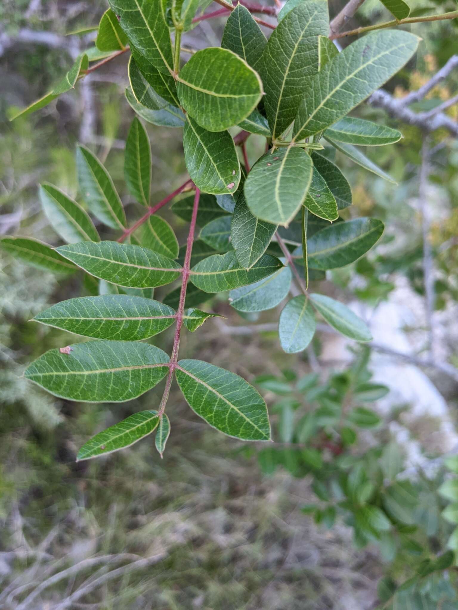 Image of Pistacia saportae Burnat