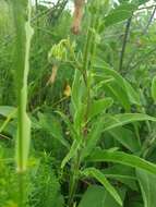 صورة Campanula sibirica subsp. elatior (Fomin) Fed.