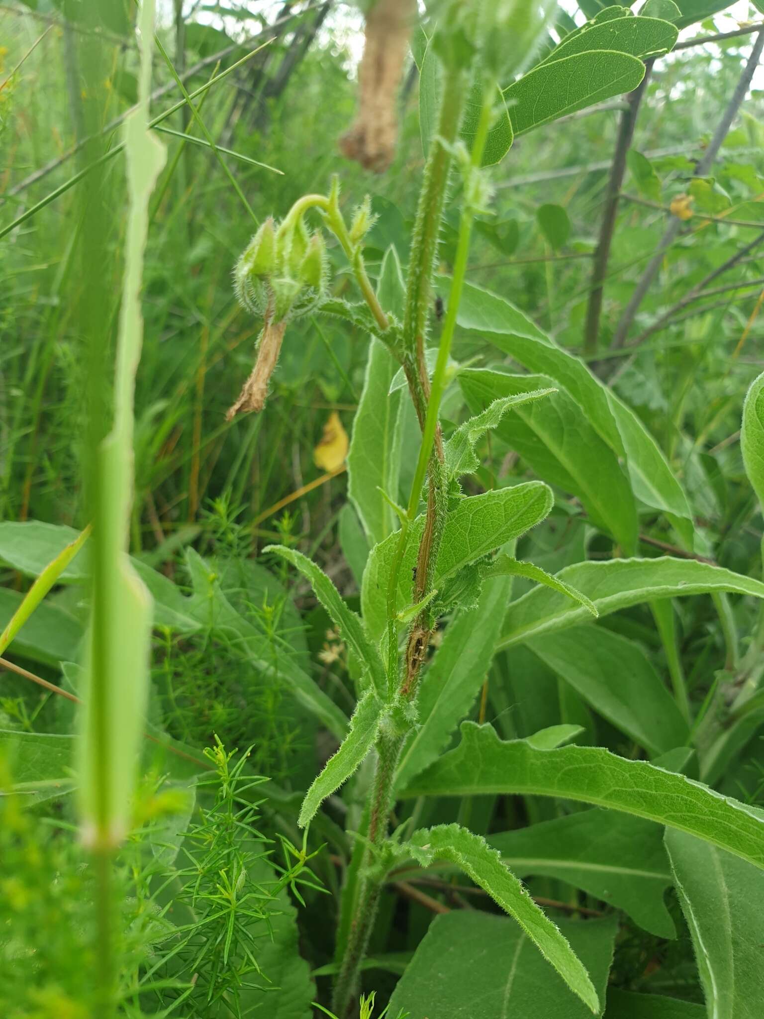 Image of Campanula sibirica subsp. elatior (Fomin) Fed.