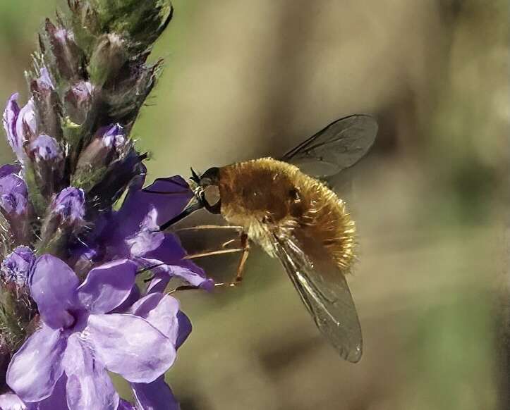 Image of grasshopper bee fly