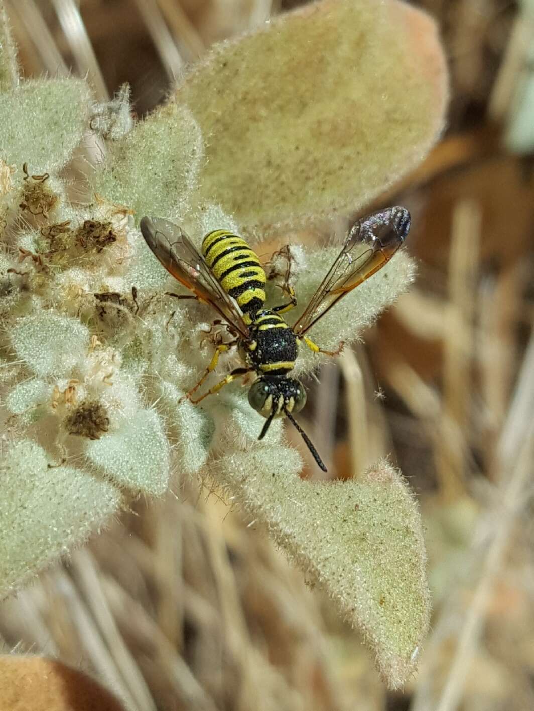 Eucerceris provancheri (Dalla Torre 1890) resmi