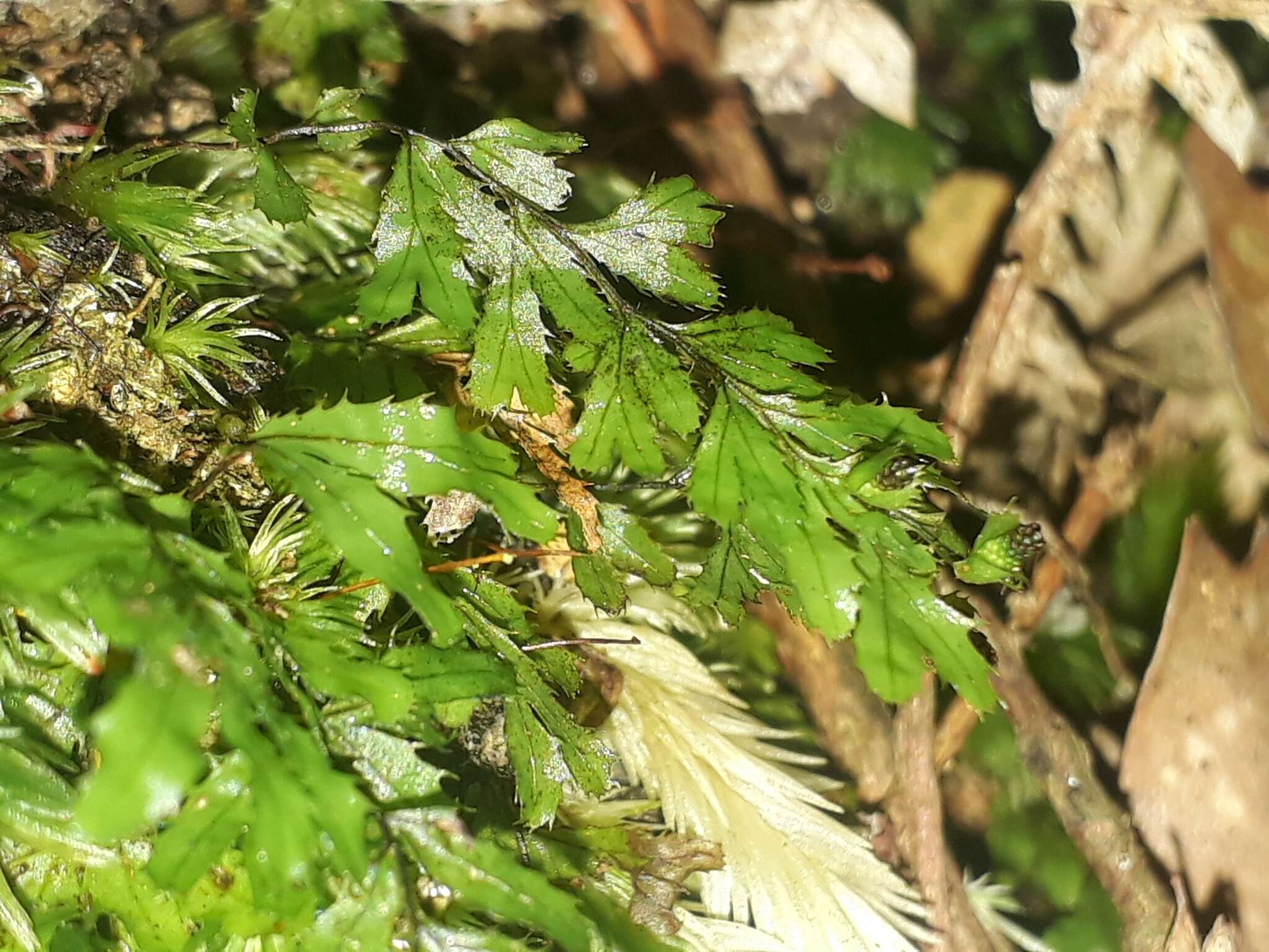 Imagem de Hymenophyllum revolutum Col.