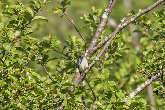 Image of Alder Flycatcher