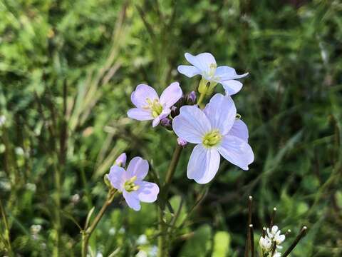 Image of cuckoo flower