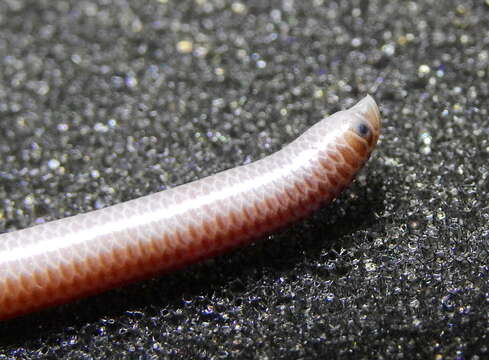 Image of Degerbol's Blind Snake