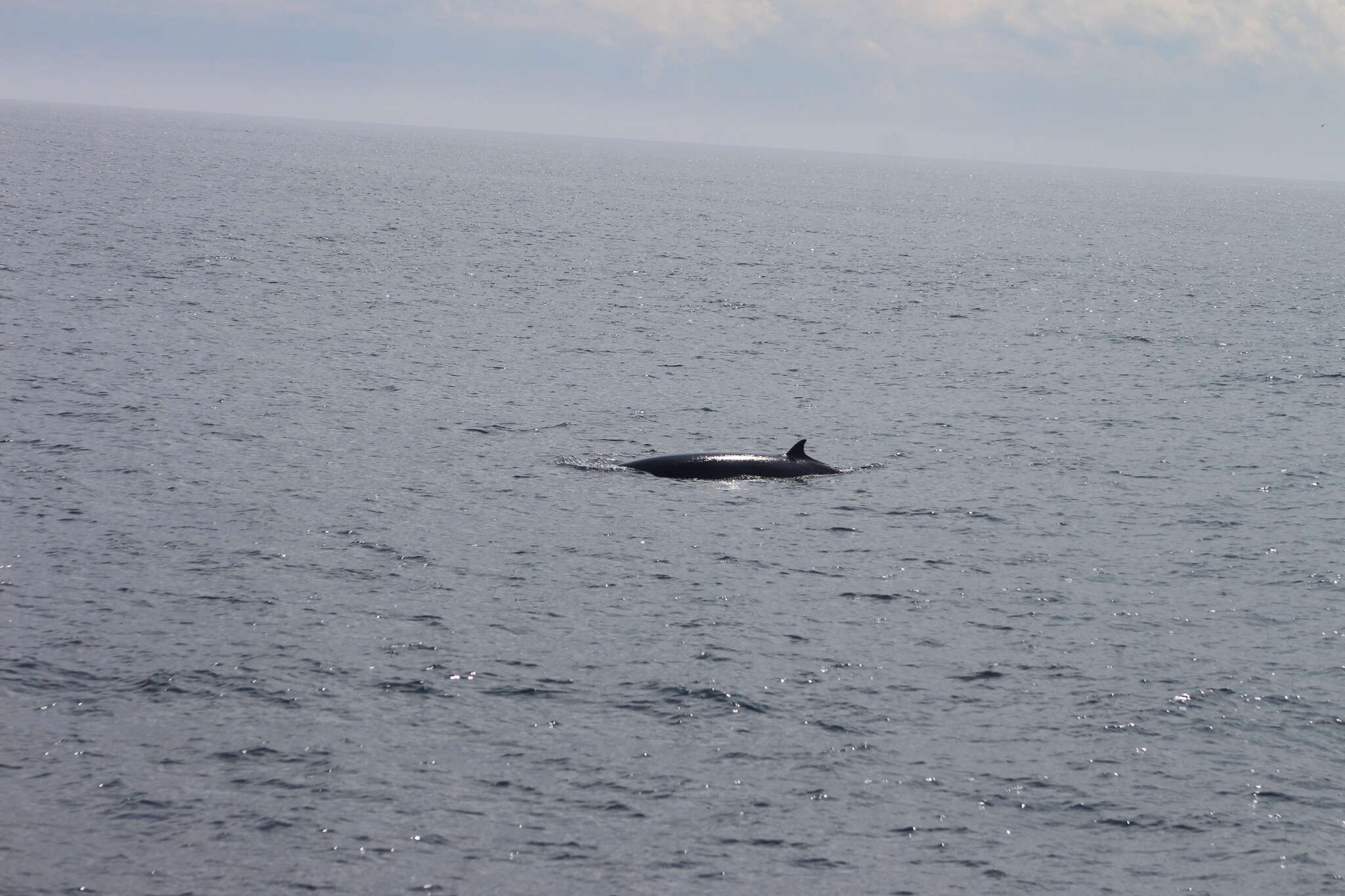 Image of Common Minke Whale