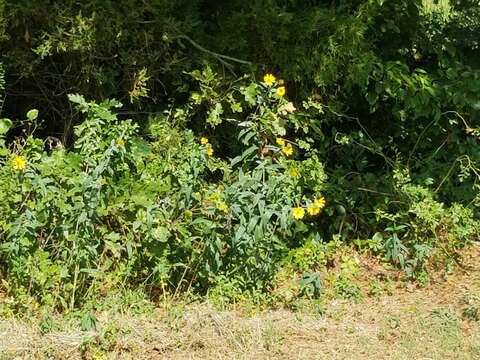 Image of Eggert's sunflower