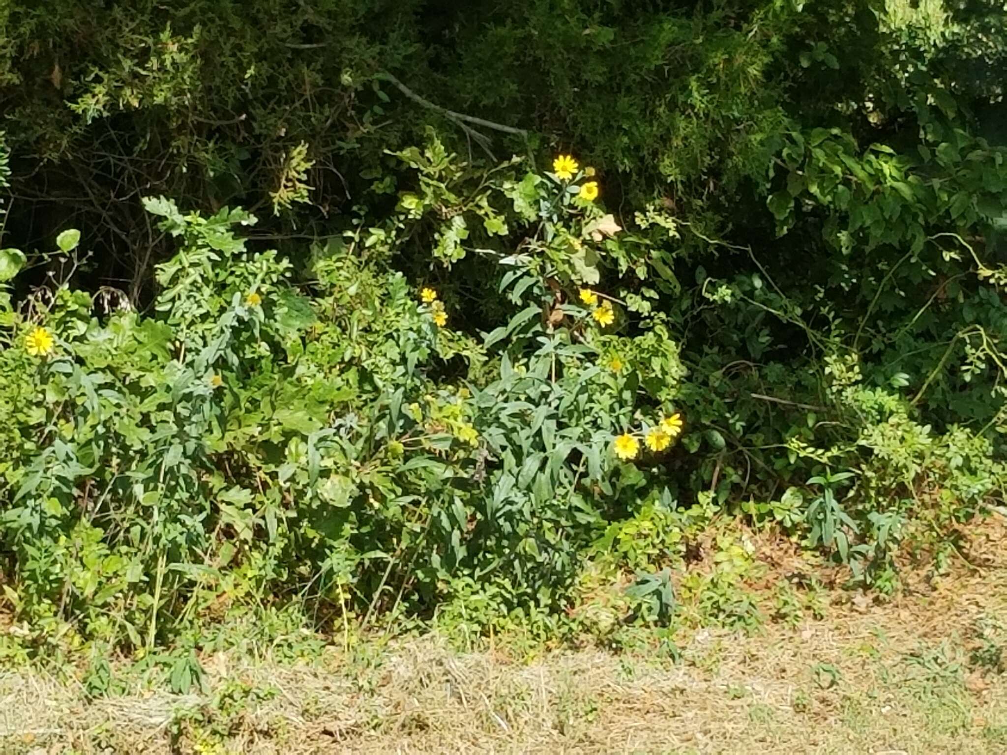 Sivun Helianthus eggertii Small kuva