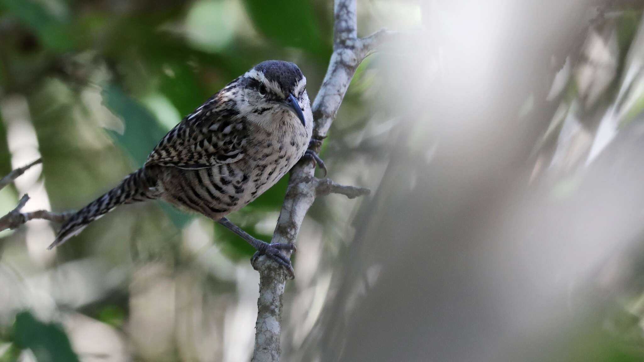 Image of Yucatan Wren