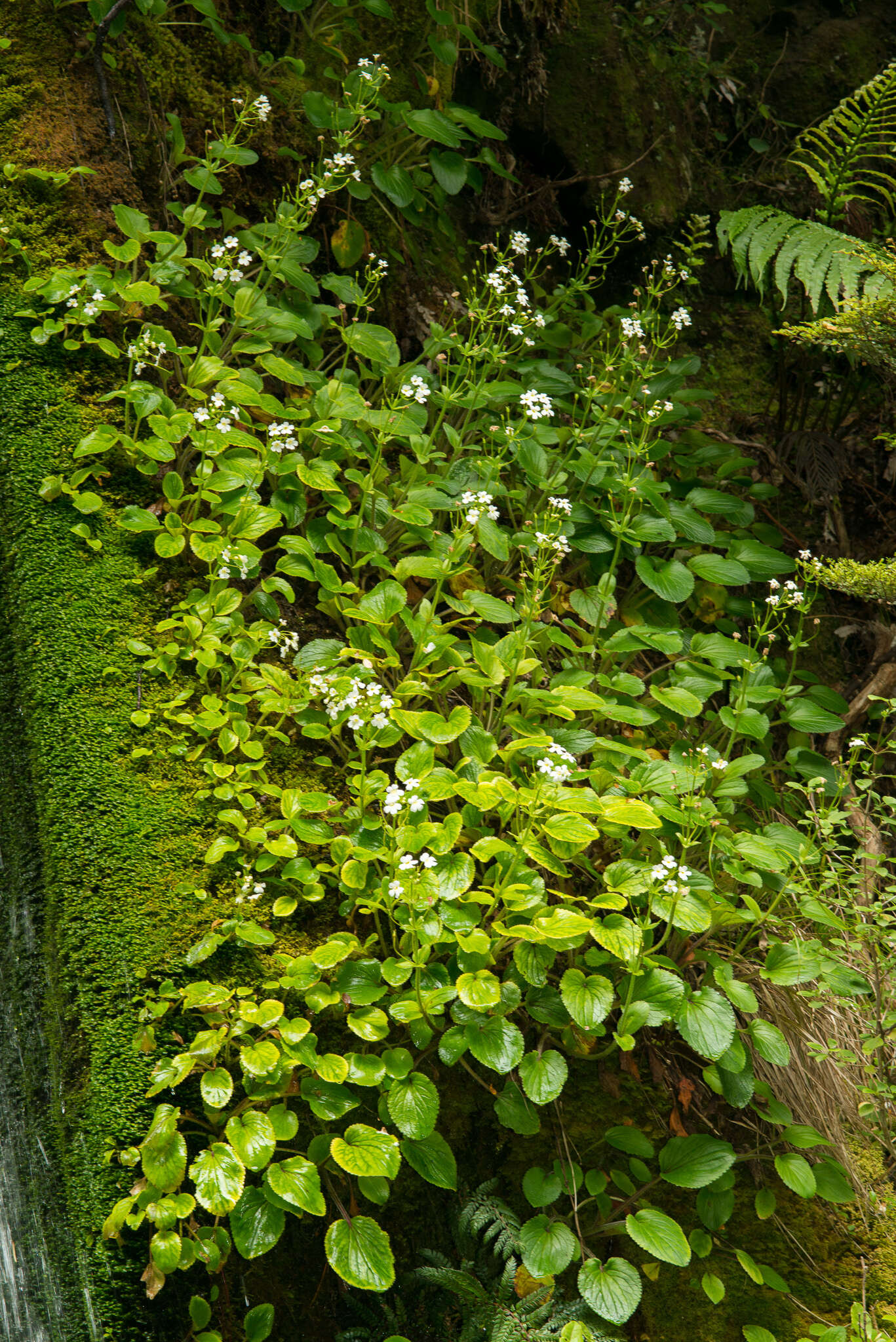 Imagem de Ourisia macrophylla Hook.