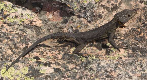 Image of False girdled lizards