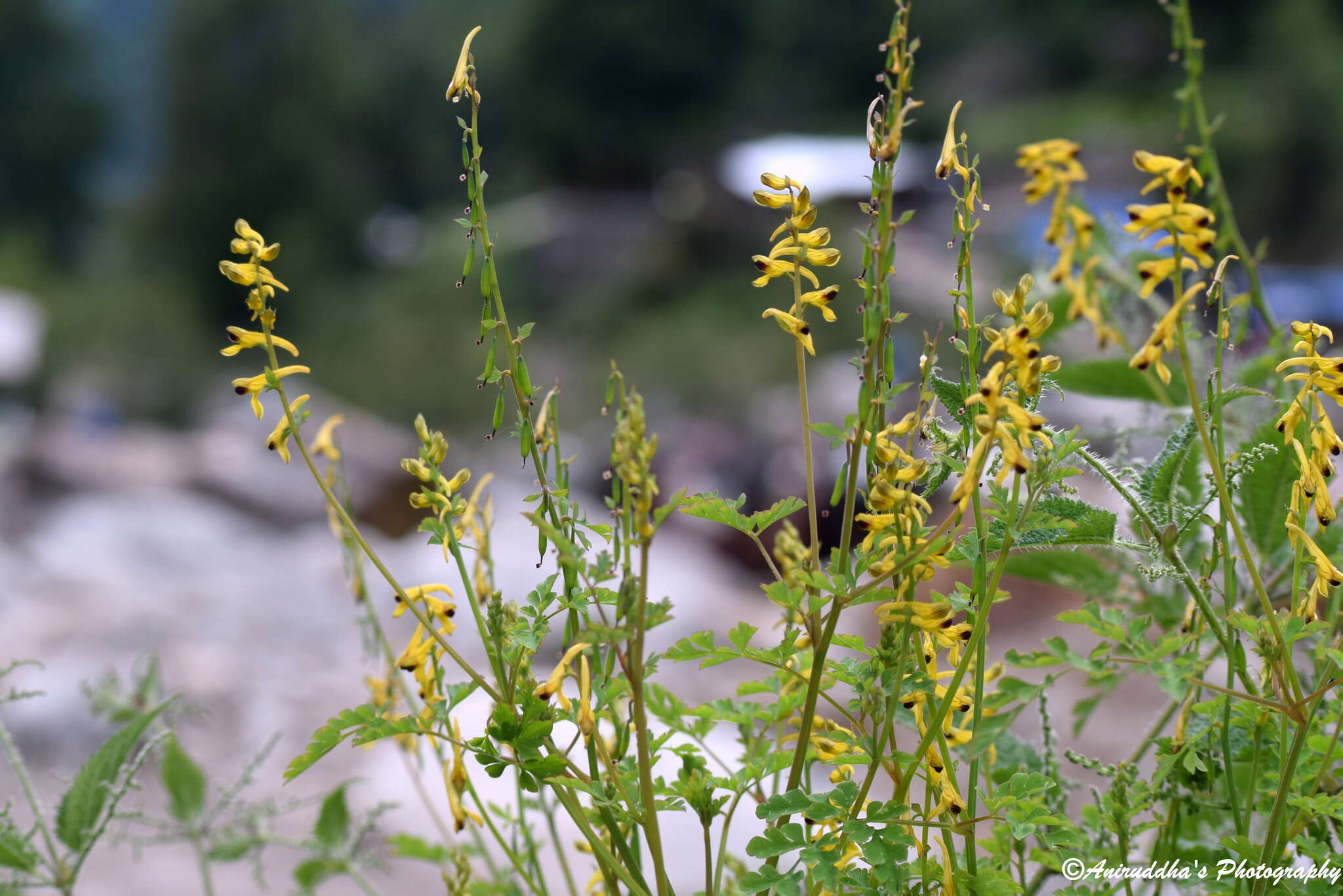 Sivun Corydalis cornuta Royle kuva