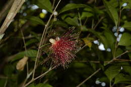 Plancia ëd Syzygium laetum (Ham.) K. N. Gandhi