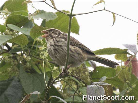 Image of Streaky Seedeater