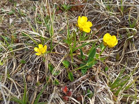 Image of sulphur buttercup