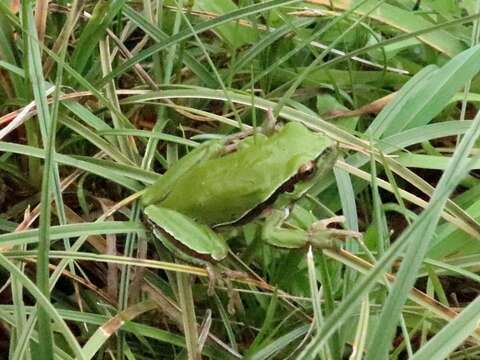 Image of European Treefrog