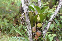 Image of Bulbophyllum hamelinii W. Watson