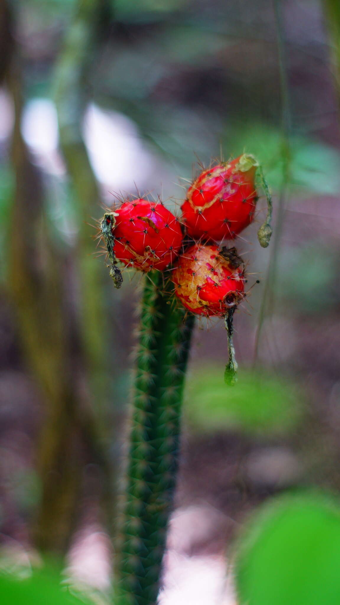 Image of <i>Acanthocereus oaxacensis</i>