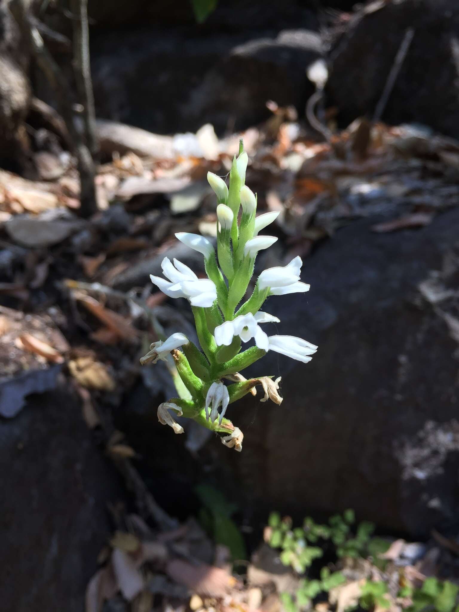 Слика од Aulosepalum nelsonii (Greenm.) Garay