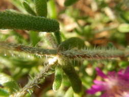 Imagem de Drosanthemum hispidum (L.) Schwant.