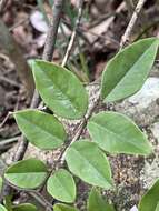 Indigofera venulosa Benth.的圖片