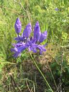 صورة Triteleia grandiflora Lindl.