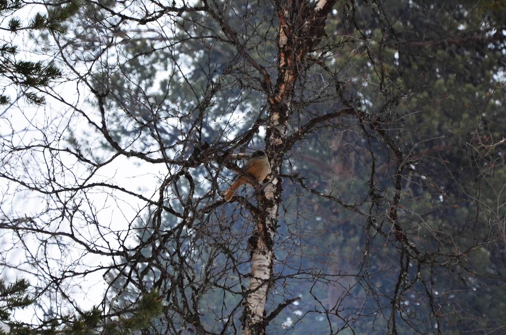 Image of Siberian Jay