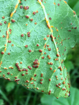 Image of Puccinia malvacearum Bertero ex Mont. 1852